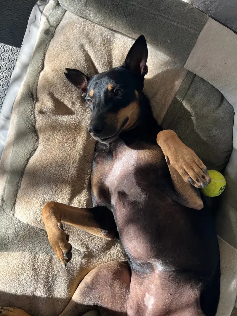 Luna, the Hiriketiya house dog, lying on her back with a tennis ball