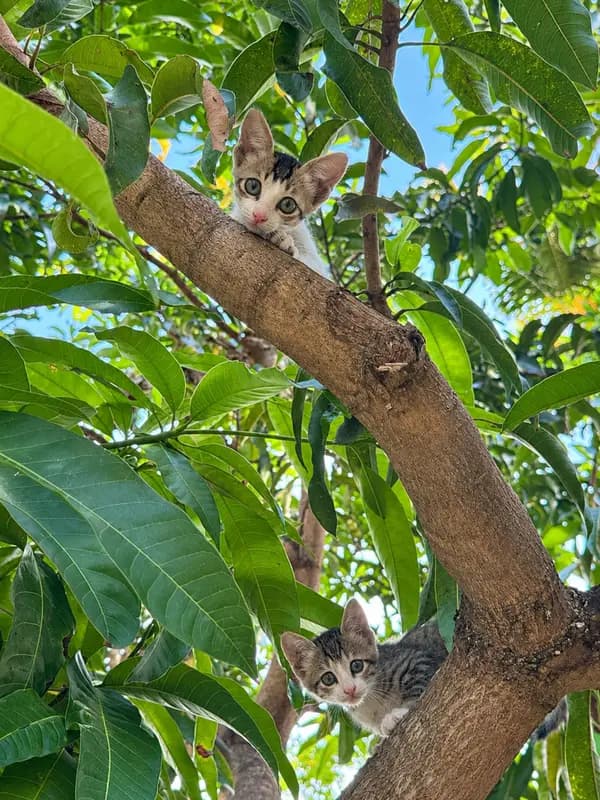 Two kittens peeking out from the branches of a tree