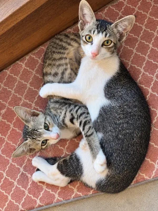 One of the Weligama house kittens curled up on a rug, looking at the camera